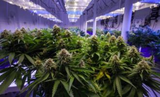 Aurora Cannabis(NYSE:ACB)的投资者因其惨淡的财务状况而失眠